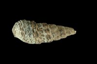 藏品(燒酒海蜷)的圖片